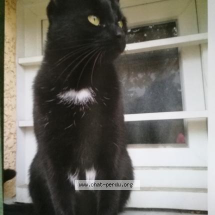 Photo 1/1 TINY Chat lost in Bassens