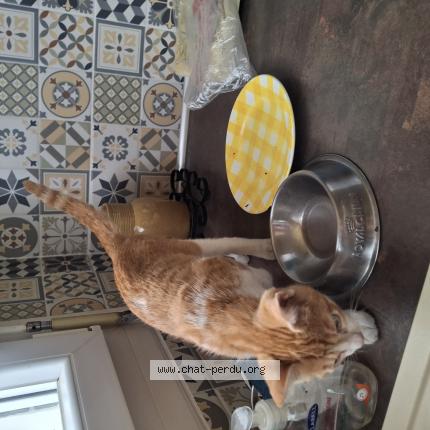 Photo 1/1 Found cat Found in Saint paul les dax