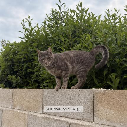 Photo 1/1 Chausette Chat lost in Eaux puiseaux