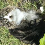 Picture of cat lost at Biganos