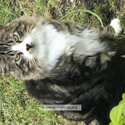 Photo 1/1 Roy Chat lost in Biganos