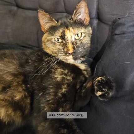 Photo 1/1 Choupette Chat lost in Docelles