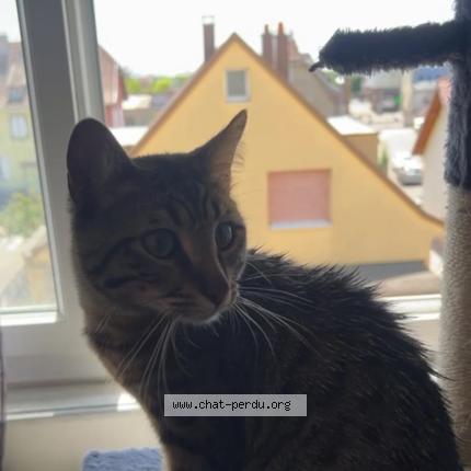 Photo 1/2 Bandit Chat lost in Selestat