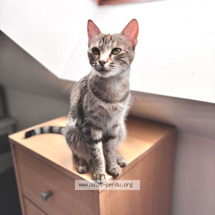 Photo 1/1 Unik Chat lost in Plouy louvet