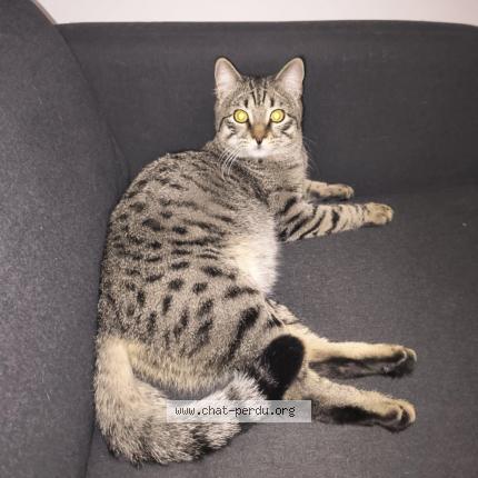 Photo 1/1 Mushu Chat lost in Nice