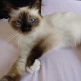 Picture of cat lost at Lagny Sur Marne