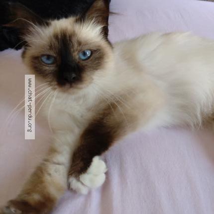 Photo 1/1 Praline Chat lost in Lagny sur marne