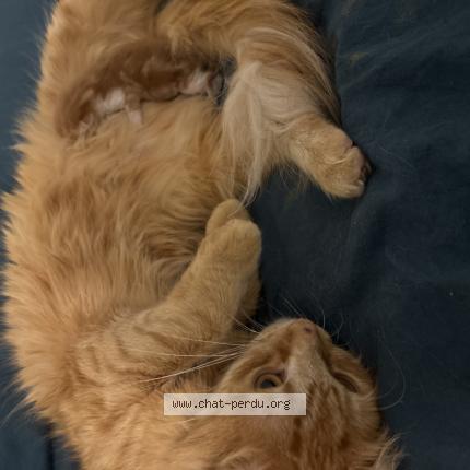 Photo 3/4 shems Chat lost in Amiens