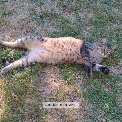 Photo 1/1 Lino Chat lost in Viry chatillon