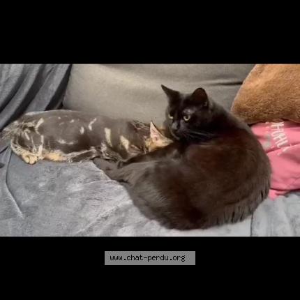 Photo 1/1 Onyx Chat lost in Huismes