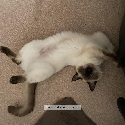 Photo 1/1 Gaïa Chat lost in Angers