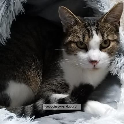 Photo 1/1 TITUS Chat lost in St quantin de ranzanne