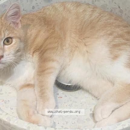 Photo 1/1 HERMES Chat lost in Chatillon