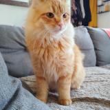 Picture of cat lost at La Montagne