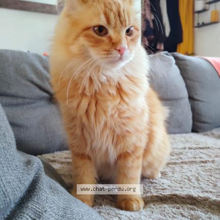 Photo 1/1 Cannelle Chat lost in La montagne