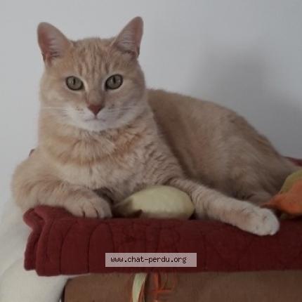 Photo 1/1 Filou Chat lost in Saint nazaire