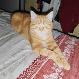 Picture of cat lost at Villers Sur Le Roule