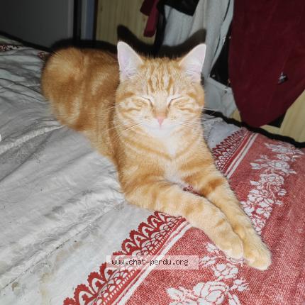 Photo 1/1 Wally Chat lost in Villers sur le roule