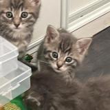 Picture of cat lost at Livry Gargan