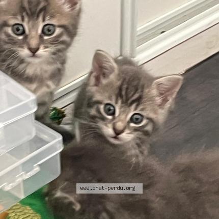 Photo 1/1 Pouchpouch Chat lost in Livry gargan