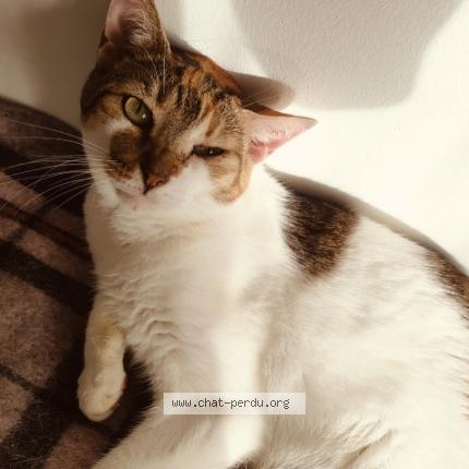 Photo 1/1 Shivaya Chat lost in Strasbourg