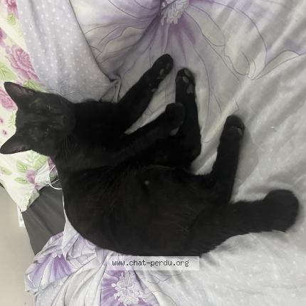 Photo 1/1 Chocolat Chat lost in Marseille