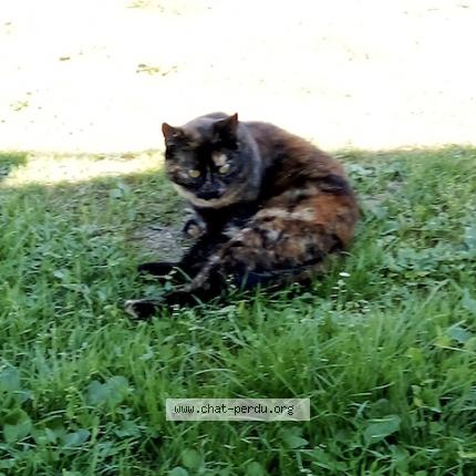 Photo 1/1 Pomponnette Chat lost in Le thour