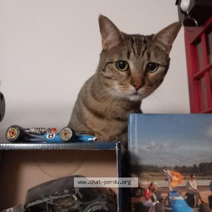 Photo 1/1 Wendy Chat lost in Dugny