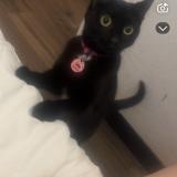 Picture of cat lost at Livry Gargant