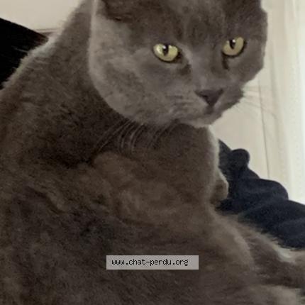 Photo 1/1 Lulu Chat lost in Yssingeaux