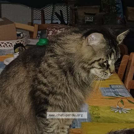 Photo 1/1 Scott Chat lost in Bray les mareuil