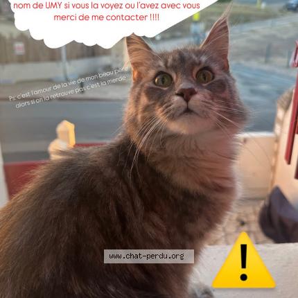 Photo 1/1 Umy Chat lost in Les sables d olonne