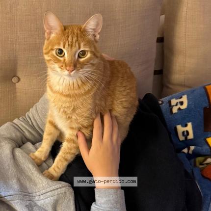 Photo 1/1 Fenix Chat lost in Caseros