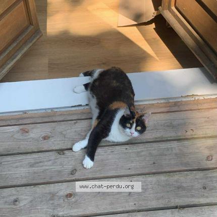 Photo 1/1 Affli Chat lost in Wervicq sud