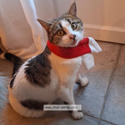 Photo 1/1 Paf Chat lost in La fare les oliviers