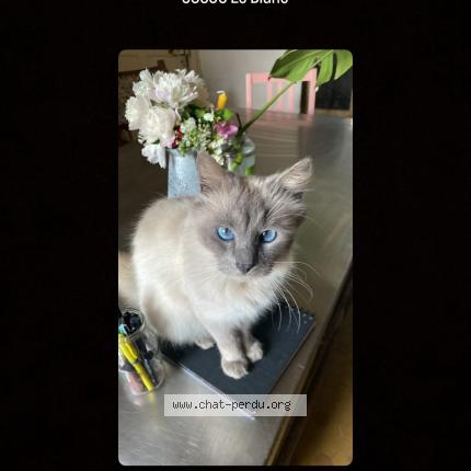 Photo 1/1 Ronnie Chat lost in Le blanc