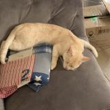 Picture of cat lost at Saint Mars Du Desert