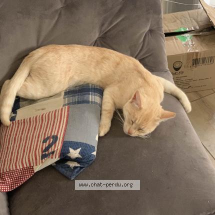 Photo 1/5 uber Chat lost in Saint mars du desert