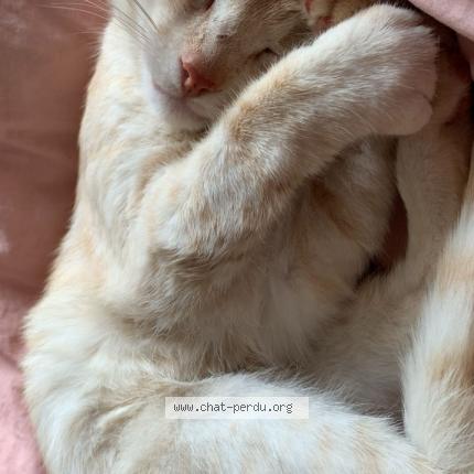 Photo 2/5 uber Chat lost in Saint mars du desert