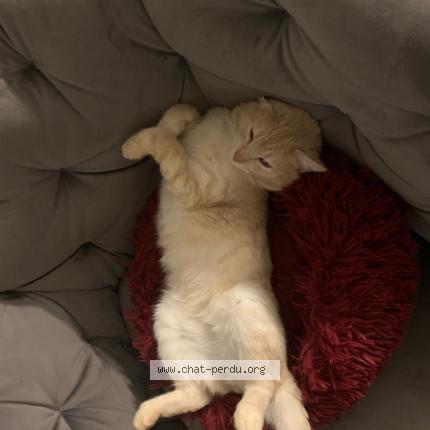 Photo 3/5 uber Chat lost in Saint mars du desert