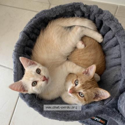 Photo 4/5 uber Chat lost in Saint mars du desert