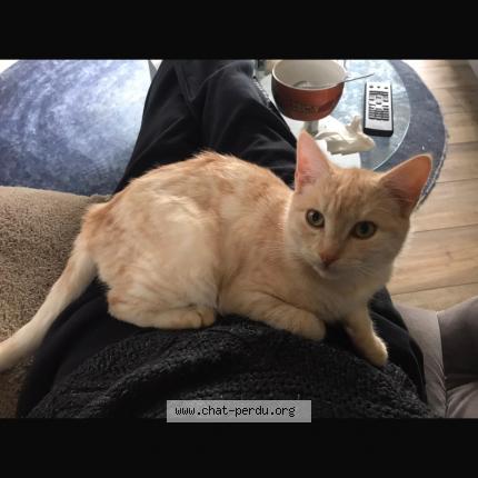 Photo 5/5 uber Chat lost in Saint mars du desert