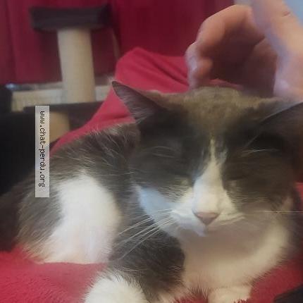 Foto 1/1 Kat teruggevonden Vermist in Blegny