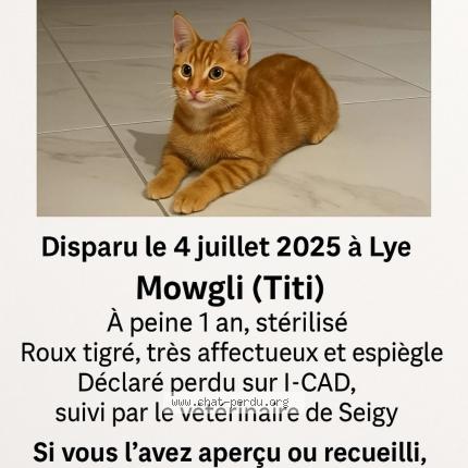 Photo 1/1 Mowgli titi Chat lost in Lye