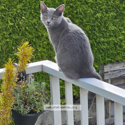 Photo 1/1 Ysis Chat lost in Concarneau