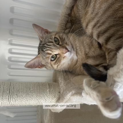 Photo 1/1 Ma fille Chat lost in Montpellier