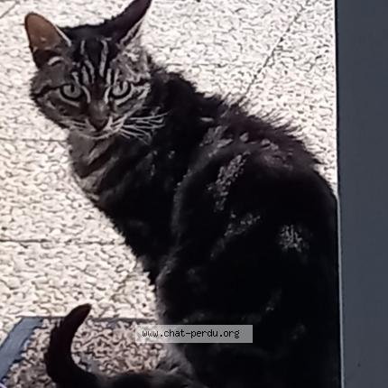 Photo 1/1 Found cat Found in Siouville hague