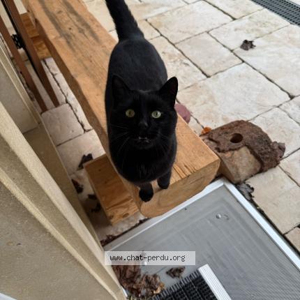 Foto 1/1 Wiedergefundene Katze Verloren in Donneloye