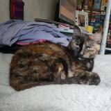 Picture of cat lost at Vannes