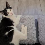 Picture of cat lost at Marignane 13700